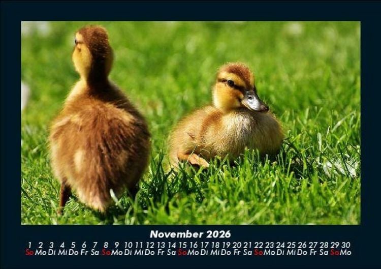 Produktbild: Enten 2026 Fotokalender DIN A5