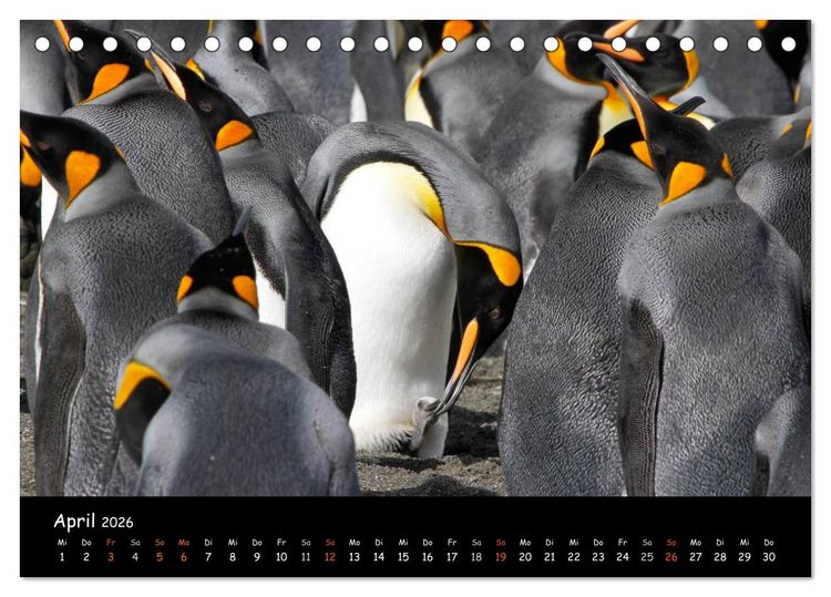 Produktbild: Pinguine aus aller Welt (Tischkalender 2026 DIN A5 quer), CALVENDO Monatskalender