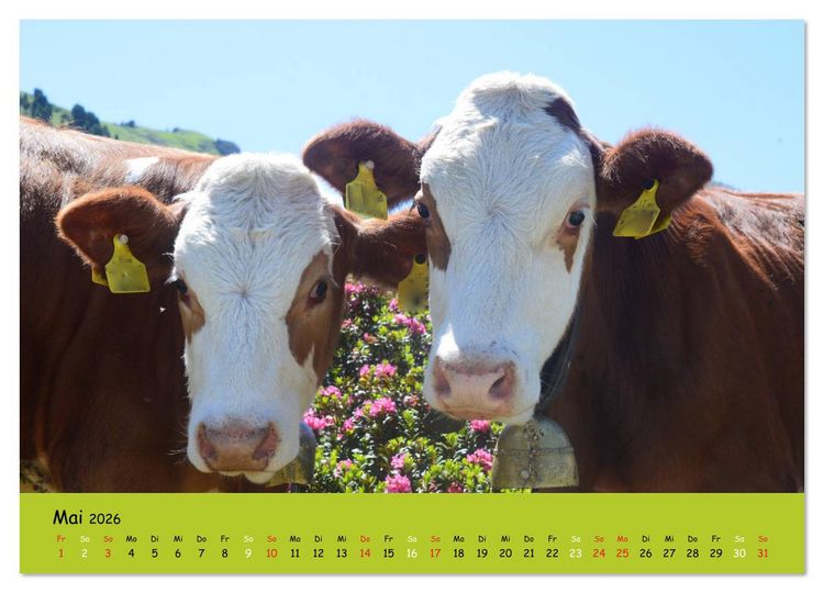 Produktbild: K&uuml;he - Sch&ouml;nheiten der Alpen (Wandkalender 2026 DIN A3 quer), CALVENDO Monatskalender