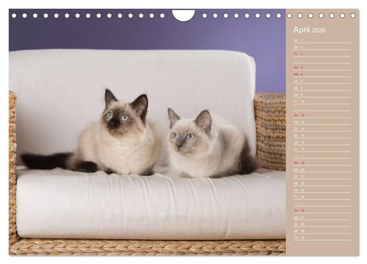 Produktbild: Zauberhafte Ragdolls / Geburtstagskalender (Wandkalender 2026 DIN A4 quer), CALVENDO Monatskalender