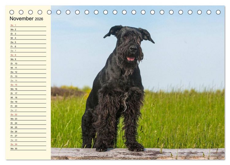 Produktbild: Treuer Freund Riesenschnauzer (Tischkalender 2026 DIN A5 quer), CALVENDO Monatskalender
