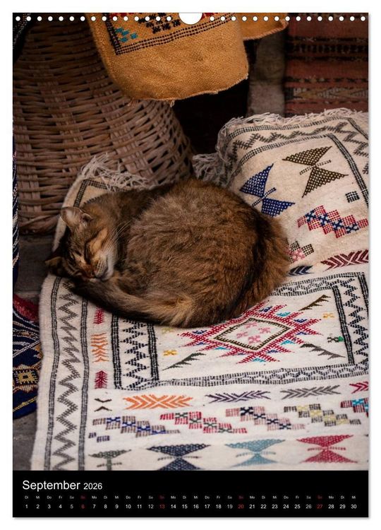Produktbild: Katzen in Marokko (Wandkalender 2026 DIN A3 hoch), CALVENDO Monatskalender