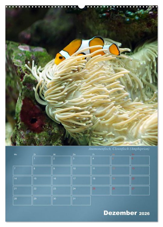 Produktbild: Bunte Riffbewohner - Fische, Anemonen und noch viel mehr (Wandkalender 2026 DIN A2 hoch), CALVENDO Monatskalender