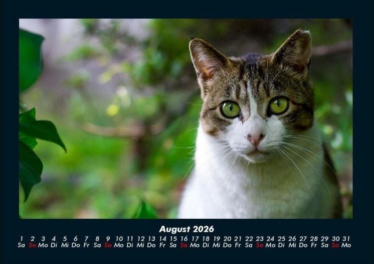 Produktbild: F&uuml;r Katzenfreunde 2026 Fotokalender DIN A4