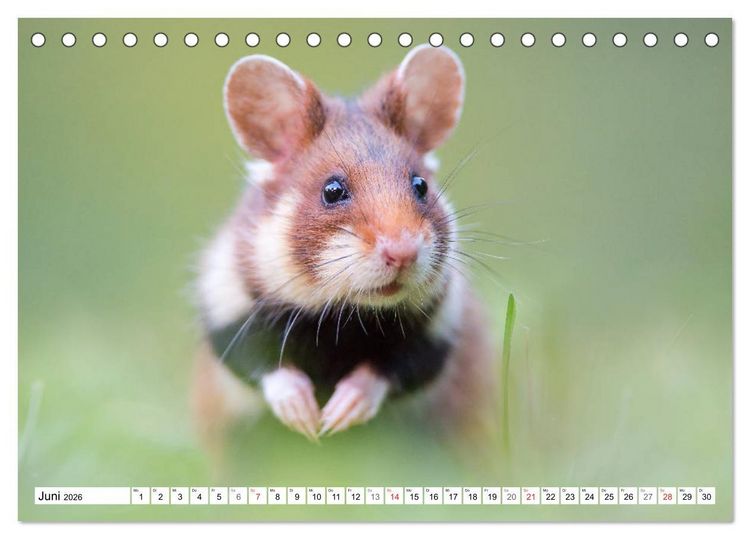 Produktbild: Herzige Feldhamster - farbenfrohe Nagetiere im st&auml;dtischen Lebensraum (Tischkalender 2026 DIN A5 quer), CALVENDO Monatskalender