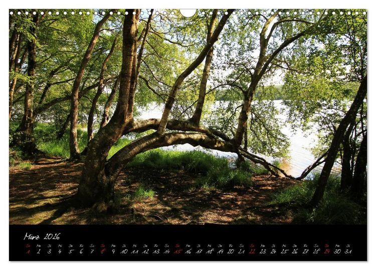 Produktbild: Broc&eacute;liande / Zauberwald der Bretagne (Wandkalender 2026 DIN A3 quer), CALVENDO Monatskalender