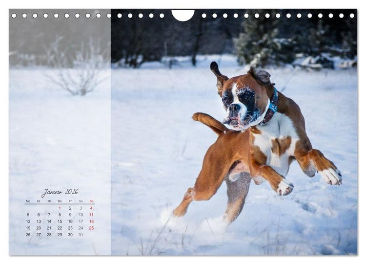 Produktbild: Deutscher Boxer 2026 (Wandkalender 2026 DIN A4 quer), CALVENDO Monatskalender