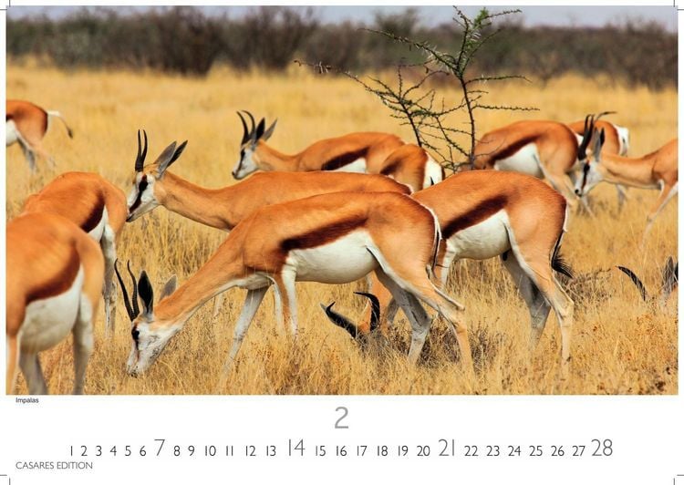 Produktbild: Wilde Tiere Afrikas Kalender 2027 &ndash; Wandkalender | Fotokalender Afrika 35x50cm | Naturfotografie | Tierkalender Afrika | Geschenk f&uuml;r Naturliebhaber