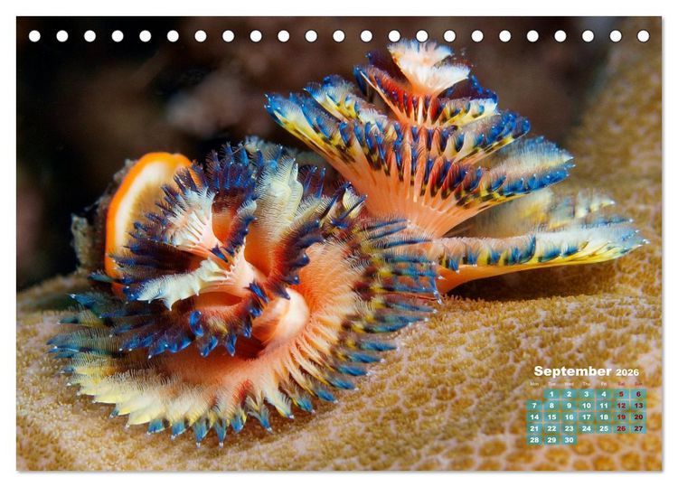 Produktbild: Oceans Alive - A World of Color and Diversity (Desk Calendar 2026 DIN A5 landscape), CALVENDO 12 Month DeskCalendar