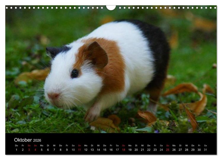 Produktbild: Meerschweinchen und Zwergkaninchen (Wandkalender 2026 DIN A3 quer), CALVENDO Monatskalender