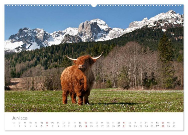 Produktbild: Tiere in Freiheit - Nutztiere auf der Alm (Wandkalender 2026 DIN A2 quer), CALVENDO Monatskalender