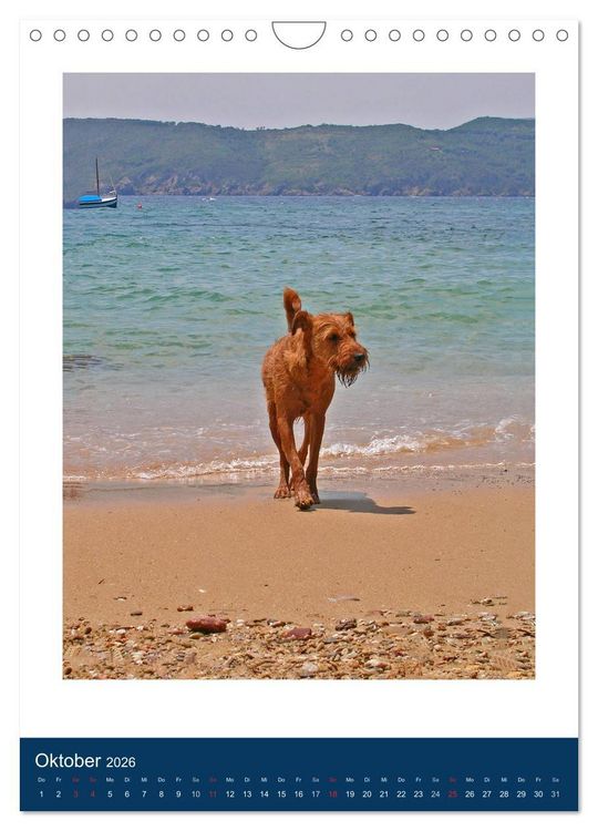 Produktbild: Kelly - Ein Irish Terrier macht Urlaub (Wandkalender 2026 DIN A4 hoch), CALVENDO Monatskalender