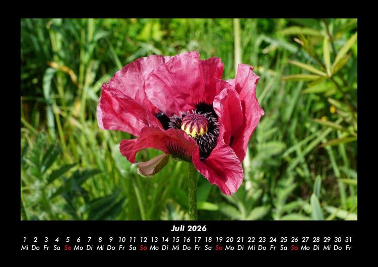 Produktbild: Blumenkalender 2026 Fotokalender DIN A3