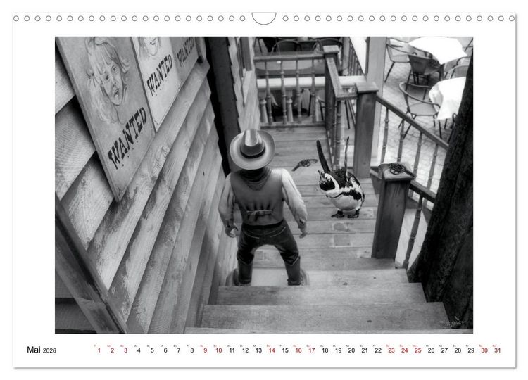 Produktbild: Pinguine privat (Wandkalender 2026 DIN A3 quer), CALVENDO Monatskalender