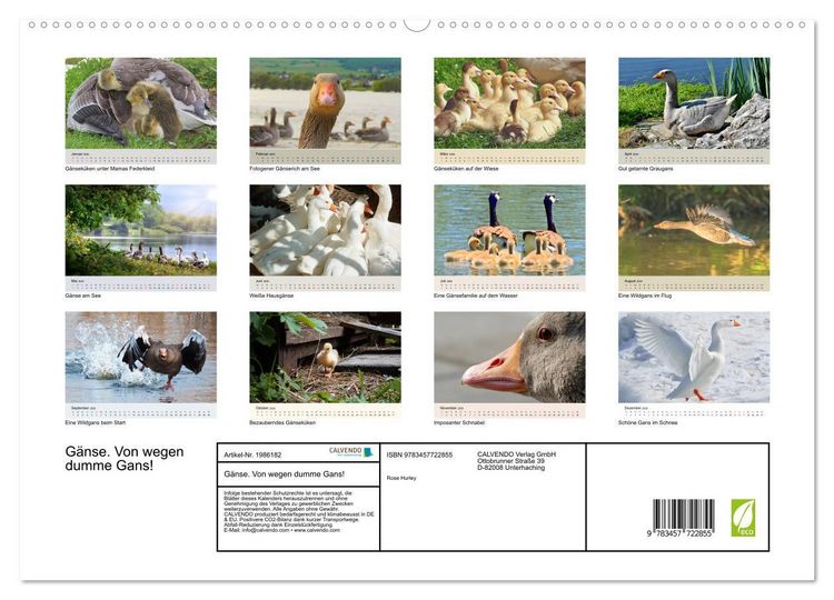 Produktbild: G&auml;nse. Von wegen dumme Gans! (hochwertiger Premium Wandkalender 2026 DIN A2 quer), Kunstdruck in Hochglanz