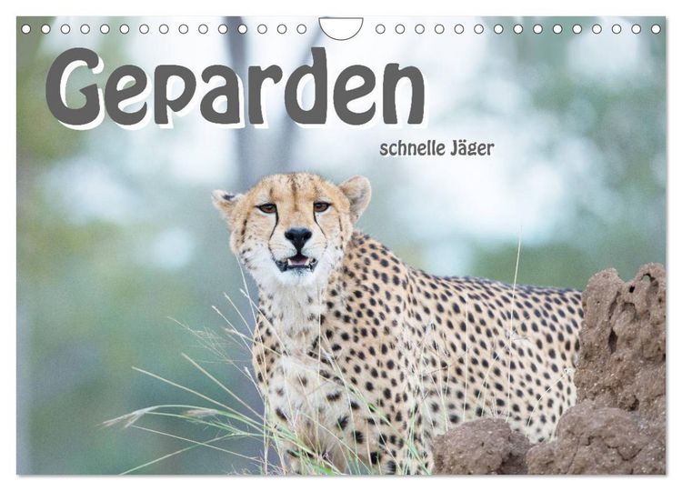 Produktbild: Geparden - schnelle J&auml;ger (Wandkalender 2026 DIN A4 quer), CALVENDO Monatskalender