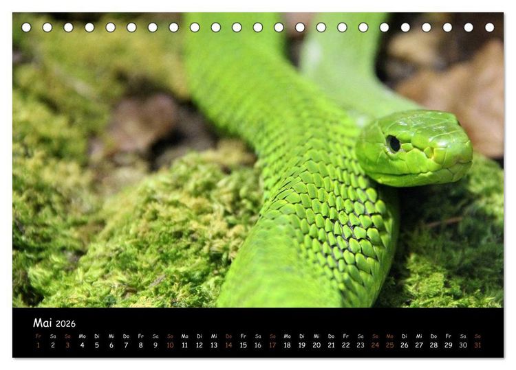 Produktbild: Reptilien 2026 (Tischkalender 2026 DIN A5 quer), CALVENDO Monatskalender