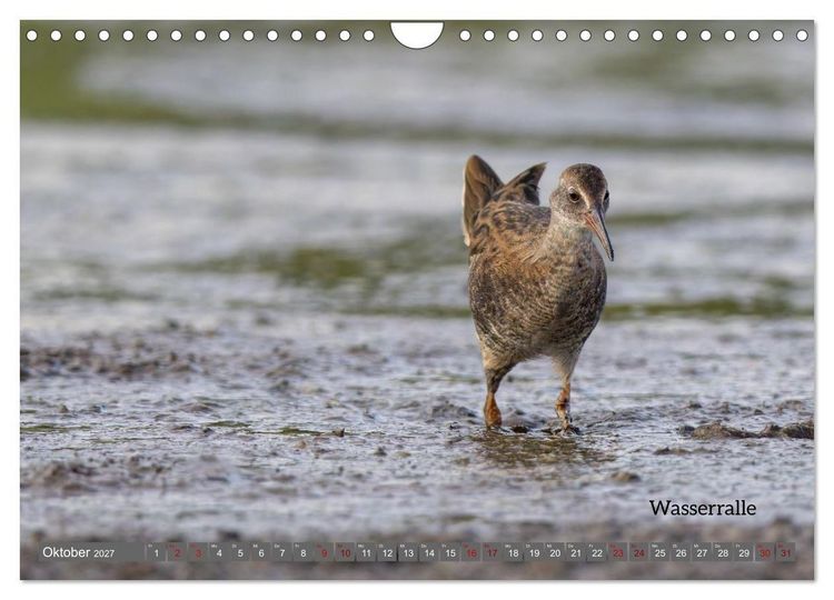 Produktbild: Vogelfotografie aus dem Norden (Wandkalender 2027 DIN A4 quer), CALVENDO Monatskalender