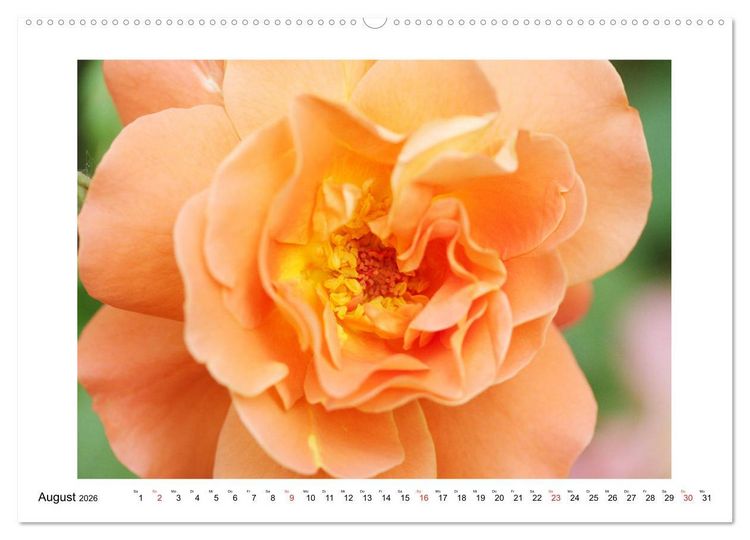 Produktbild: Rosengl&uuml;ck (hochwertiger Premium Wandkalender 2026 DIN A2 quer), Kunstdruck in Hochglanz
