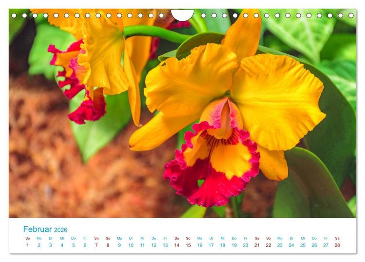Produktbild: Die K&ouml;nigin der Blumenwelt, die Orchidee (Wandkalender 2026 DIN A4 quer), CALVENDO Monatskalender