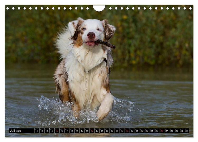 Produktbild: Bekannt wie ein bunter Hund. Australian Shepherd (Wandkalender 2026 DIN A4 quer), CALVENDO Monatskalender