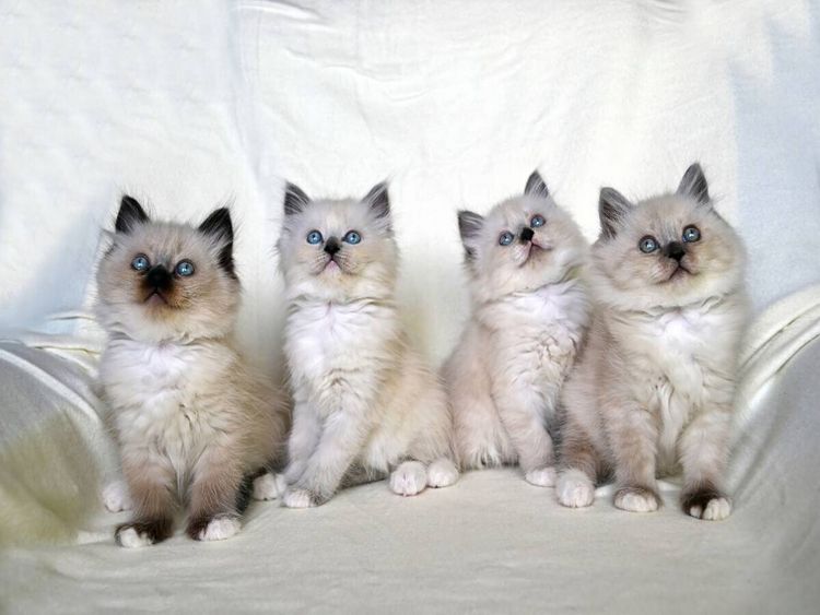 Produktbild: CALVENDO Puzzle Heilige Birma Katzen | 1000 Teile Lege-Gr&ouml;&szlig;e 64x48cm Foto-Puzzle f&uuml;r gl&uuml;ckliche Stunden
