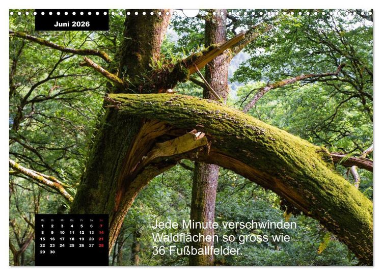 Produktbild: Schlaumeier-Kalender - Thema: Wald (Wandkalender 2026 DIN A3 quer), CALVENDO Monatskalender