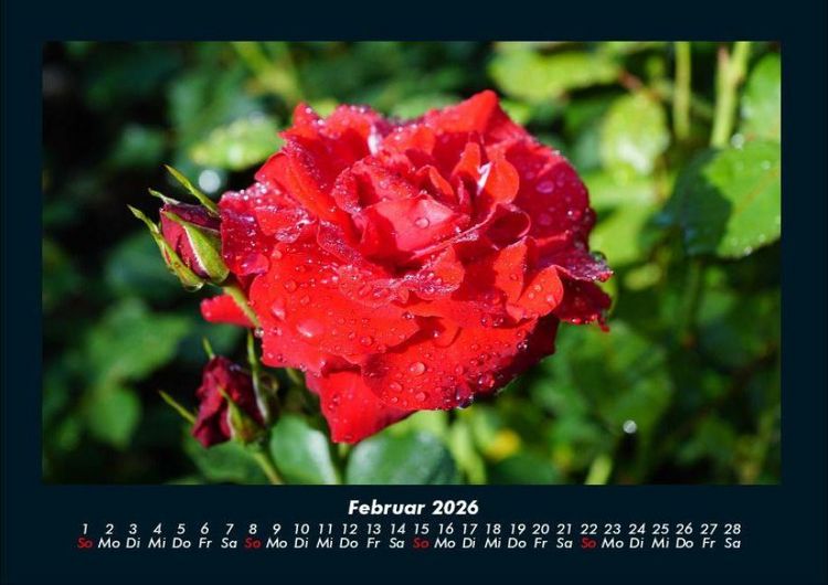 Produktbild: Rosentraum 2026 Fotokalender DIN A4