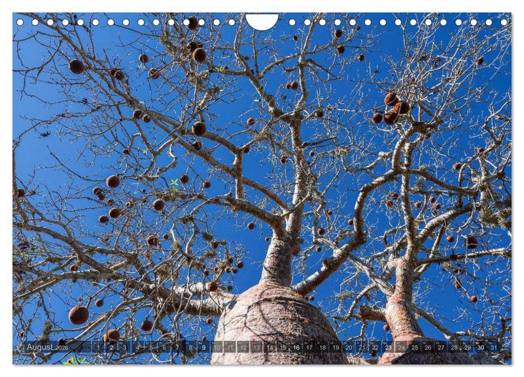 Produktbild: Zauberwald Ifaty &middot; Traumhafte Baobabs in Madagaskar (Wandkalender 2026 DIN A4 quer), CALVENDO Monatskalender