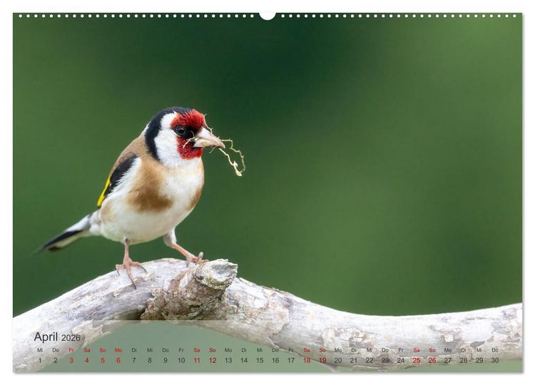 Produktbild: Fantastische Vogelwelt Slowenien (Wandkalender 2026 DIN A2 quer), CALVENDO Monatskalender