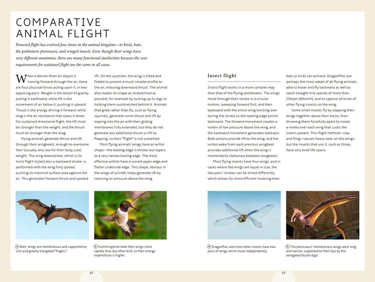 Produktbild: How Birds Work
