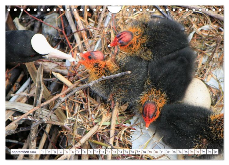 Produktbild: Oiseaux aquatiques en famille (Calendrier mural 2026 DIN A4 vertical), CALVENDO calendrier mensuel