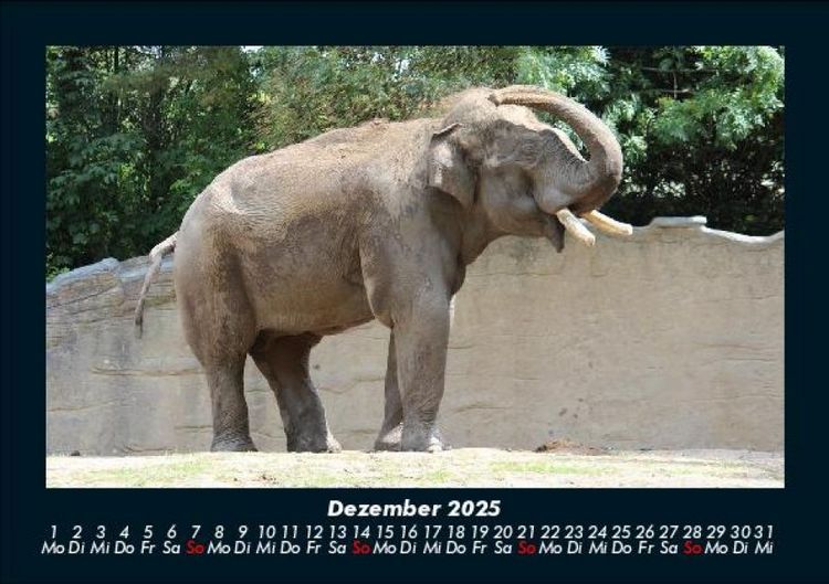 Produktbild: Elefanten - Die sanften Riesen Afrikas 2025 Fotokalender DIN A5