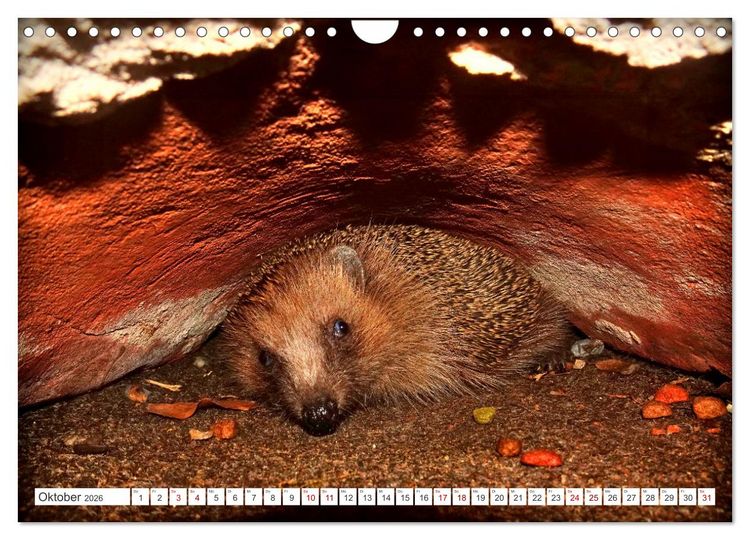 Produktbild: Mein Haus-Igel (Wandkalender 2026 DIN A4 quer), CALVENDO Monatskalender