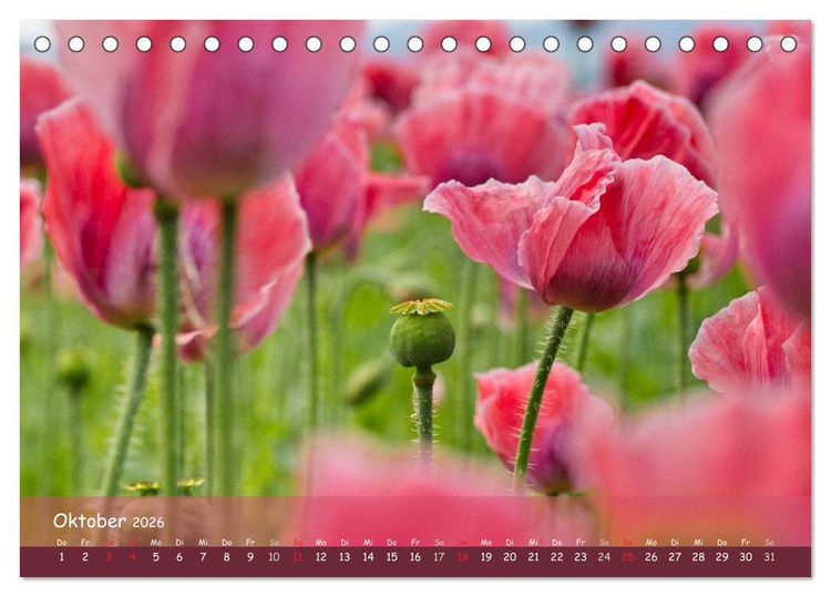 Produktbild: Mohntr&auml;ume (Tischkalender 2026 DIN A5 quer), CALVENDO Monatskalender
