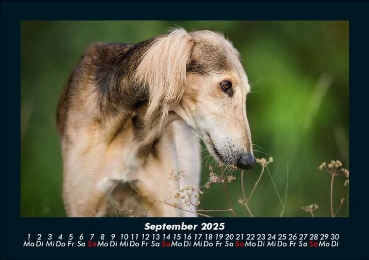 Produktbild: Hunde 2025 Fotokalender DIN A5