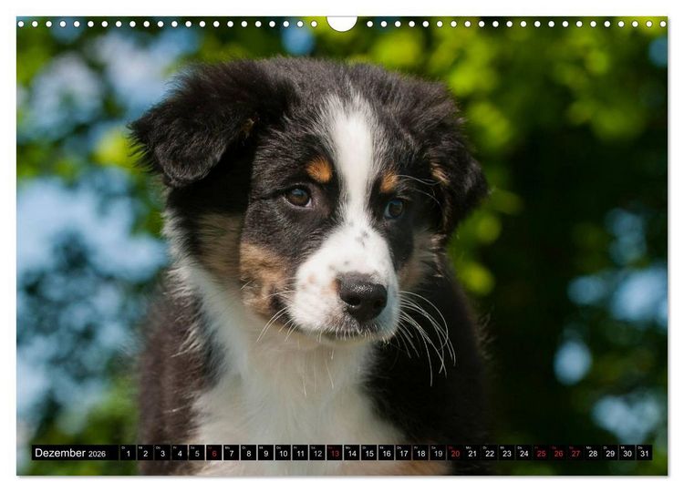 Produktbild: Bekannt wie ein bunter Hund. Australian Shepherd (Wandkalender 2026 DIN A3 quer), CALVENDO Monatskalender
