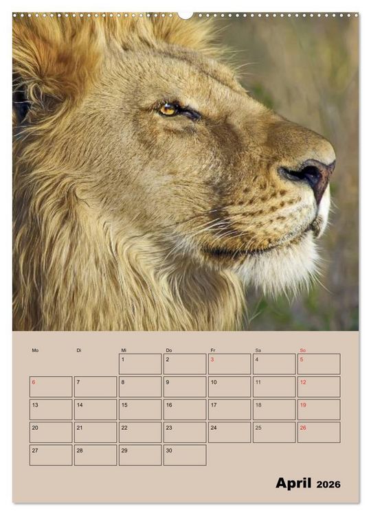 Produktbild: Gro&szlig;katzen. Raubkatzengesichter (Wandkalender 2026 DIN A2 hoch), CALVENDO Monatskalender