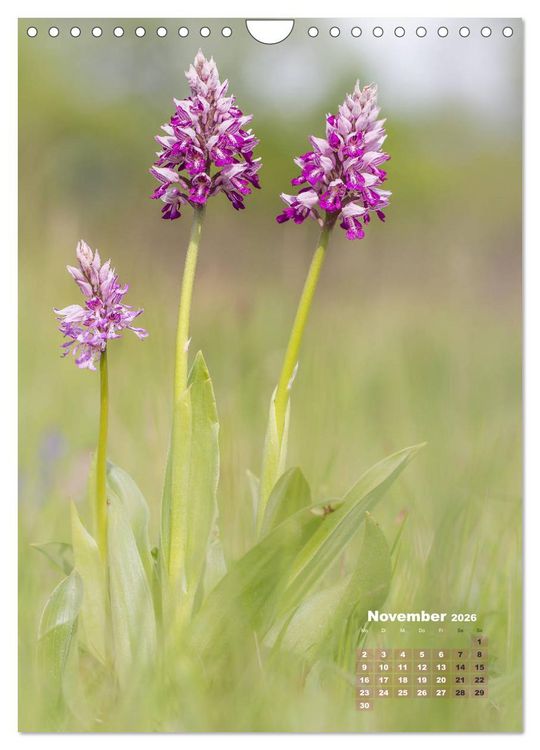 Produktbild: Orchideen in freier Wildbahn (Wandkalender 2026 DIN A4 hoch), CALVENDO Monatskalender