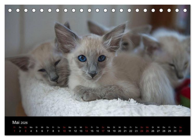 Produktbild: Orientalische Katzen (Tischkalender 2026 DIN A5 quer), CALVENDO Monatskalender