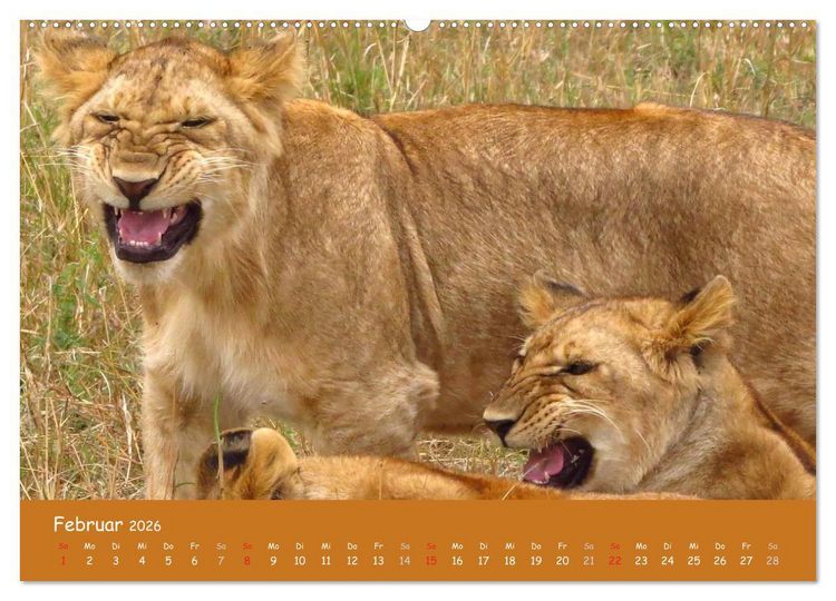 Produktbild: Auge in Auge mit den Tieren Afrikas (hochwertiger Premium Wandkalender 2026 DIN A2 quer), Kunstdruck in Hochglanz
