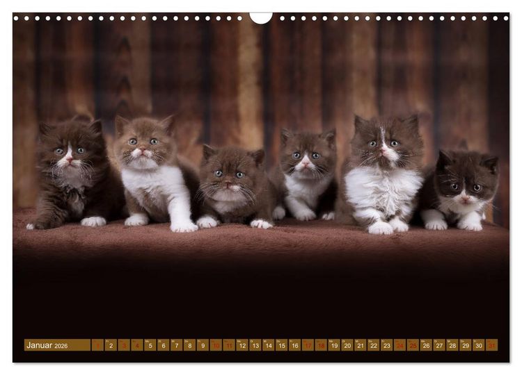 Produktbild: Katzenkinder - Britisch Kurzhaar (Wandkalender 2026 DIN A3 quer), CALVENDO Monatskalender