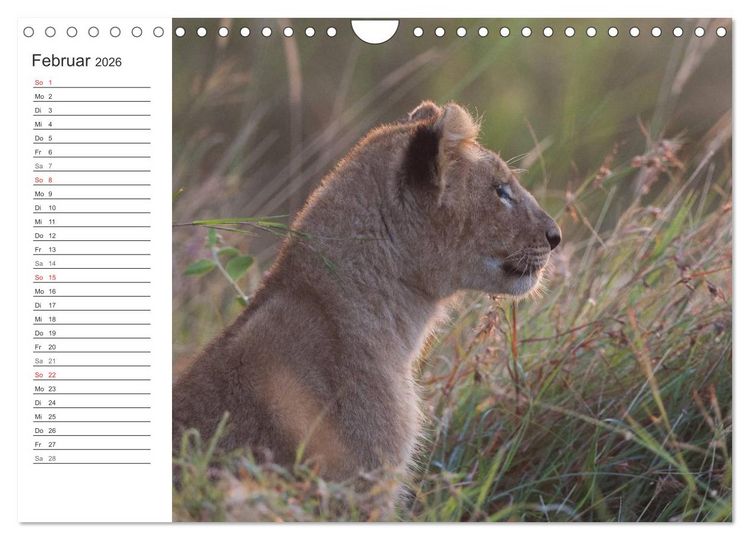 Produktbild: Emotionale Momente: L&ouml;wenbabys - so s&uuml;&szlig;. (Wandkalender 2026 DIN A4 quer), CALVENDO Monatskalender