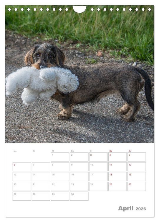 Produktbild: Dackelportraits (Wandkalender 2026 DIN A4 hoch), CALVENDO Monatskalender