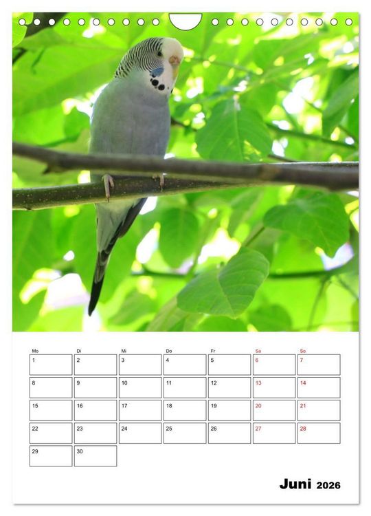 Produktbild: Wellensittichkalender Jubil&auml;umsedition - 10 Jahre Wellensittichkalender! (Wandkalender 2026 DIN A4 hoch), CALVENDO Monatskalender