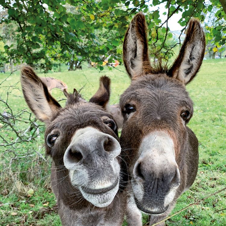 Produktbild: Esel / Donkeys 2027