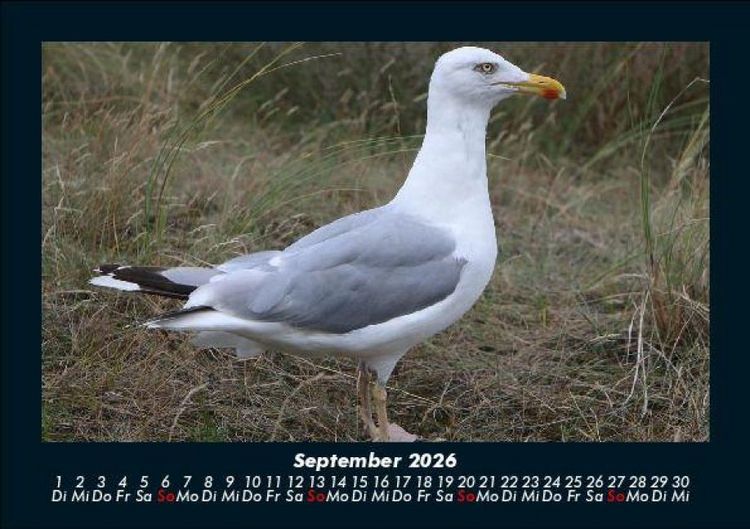 Produktbild: V&ouml;gel 2026 Fotokalender DIN A5