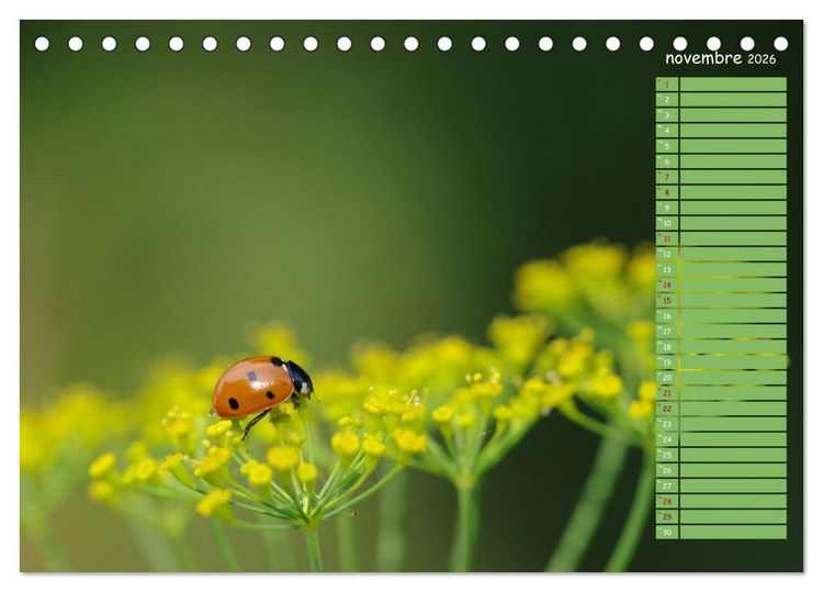 Produktbild: Coccinelles rouges &agrave; points noirs (Calendrier de bureau 2026 DIN A5 vertical), CALVENDO calendrier mensuel
