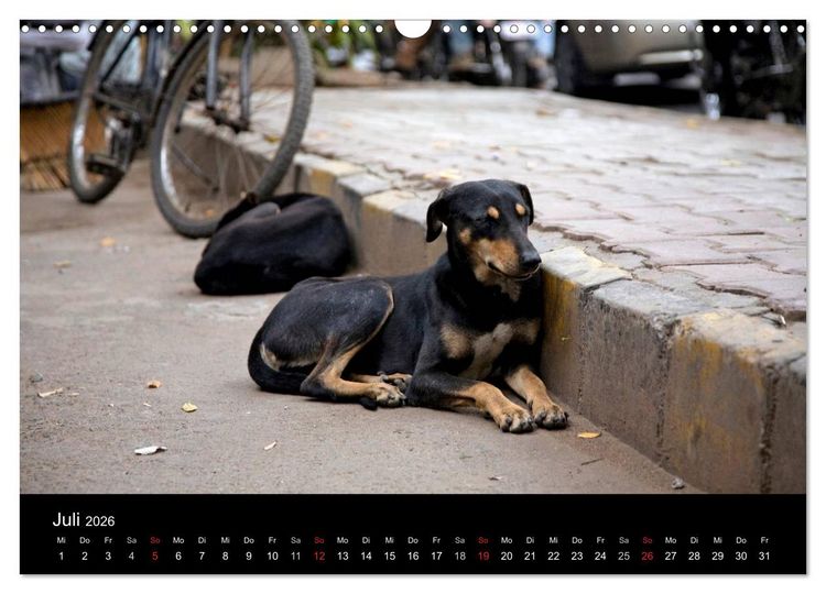 Produktbild: Stra&szlig;enhunde (Wandkalender 2026 DIN A3 quer), CALVENDO Monatskalender