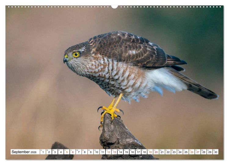 Produktbild: Heimische GREIFV&Ouml;GEL Adler Milan Bussard Weihe Sperber (Wandkalender 2026 DIN A2 quer), CALVENDO Monatskalender